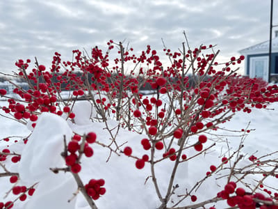 A vibrant winter scene features branches laden with bright red berries, starkly contrasting against a backdrop of fresh, white snow. The bare branches reach upwards, their berries punctuating the otherwise muted tones. In the distance, a blurred landscape fades into a cloudy sky, with a hint of a building's structure visible. The scene evokes a sense of resilience and beauty amidst the cold winter landscape.