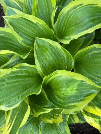 A close-up, overhead view captures a cluster of variegated hosta leaves, characterized by their broad, ovate shapes and prominent parallel veins. The leaves display a gradient of greens, ranging from deep emerald to a bright, almost yellow-green along their edges and in streaks throughout their surfaces. Several leaves glisten with small water droplets, suggesting recent rain or watering. The background is a soft blur of dark soil and perhaps other foliage, indicating an outdoor garden setting. The image is sharply focused on the texture and coloration of the leaves, highlighting their waxy surface and delicate vein patterns. The scene is devoid of any human presence or activity. The location is Bratsk, Russia.