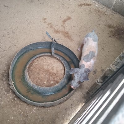 A spotted piglet is standing next to a black tire filled with muddy water in a dirt enclosure. The enclosure is partially enclosed by a concrete wall on the left and metal bars on the right. The location is an animal pen in an unidentifiable part of Cujisal, Venezuela. No people are visible. The piglet is the primary subject, and the tire is the main object. The piglet is interacting with the water in the tire.