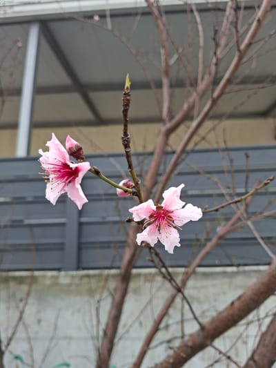 The image displays a close-up of a bare tree branch featuring two light pink blossoms with prominent darker pink centers and visible stamens. An unbloomed bud is present near one blossom, and a branch further to the right shows a small green bud emerging. Numerous other bare, brown tree branches are visible, some blurred in the foreground and mid-ground. In the background, from top to bottom, a light grey roof structure is visible, followed by a dark grey horizontal slatted fence or wall. Below this, a lighter grey concrete wall exhibits areas of green discoloration. The scene is illuminated by diffused light. No individuals are present. This scene is located in Lakatameia, Cyprus.