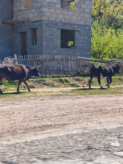 This media file depicts a rural scene in Kiçi-Jargılçak, Kyrgyzstan, featuring two cows walking along a dirt path. The cow in the foreground on the left is primarily dark brown, moving to the right. The second cow, further right, is black with distinct white markings on its lower legs and underbelly, and it has a yellow ear tag on its right ear.

In the background, an unfinished building made of grey and light-colored concrete blocks is visible. It has several open window and door frames, suggesting ongoing construction. A rustic wooden fence, composed of vertical posts of varying heights, runs between the cows and the building. Behind the building and fence, lush green trees and bushes indicate a natural, vegetated area.

The ground in the foreground is a light brown dirt road or path, showing motion blur, which suggests the photograph was taken from a moving vehicle. The scene is brightly lit by the sun, casting shadows and indicating it is daytime, likely a sunny morning or afternoon. No specific text is legible, beyond the small, indistinct details on the ear tag of one cow. The overall impression is a tranquil, everyday moment in a pastoral setting.