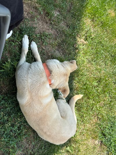 A light-colored dog is lying on a patch of grass and dirt in an outdoor setting in Manole, Bulgaria, seen from an overhead perspective. The dog, likely a Labrador mix due to its short, cream-colored fur, is curled up with its head facing away from the camera. It wears a plain orange or peach-colored collar. Its body occupies the central and right portions of the frame, with its tail visible to the upper right.
The ground consists of green grass, some areas with longer blades, and patches of exposed dirt or sparse greenery. Bright sunlight illuminates the scene, creating noticeable shadows, indicating a sunny day.
In the bottom left corner, part of a person is visible, including black fabric (possibly pants or shorts), a white shoe, and a metallic object which could be part of a chair or another piece of outdoor furniture. The person appears to be sitting or resting near the dog.
The dog looks relaxed and calm, lying peacefully on the ground. There is no visible text in the image.