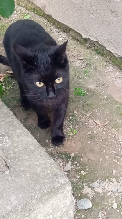 An all-black cat with yellow eyes walks on a dirt path next to a concrete structure. The cat is positioned in the center-left of the frame, facing towards the viewer and slightly to the right. Its front left paw is extended forward. The ground is a mix of dirt and small stones, with sparse green weeds growing throughout. To the left of the cat is a large, rough-textured concrete slab or wall. In the background, the dirt path continues and appears to be bordered by another concrete element. The lighting suggests it is daytime, with soft shadows. The scene is outdoors, appearing to be in a yard or an unpaved area within an urban or suburban environment.