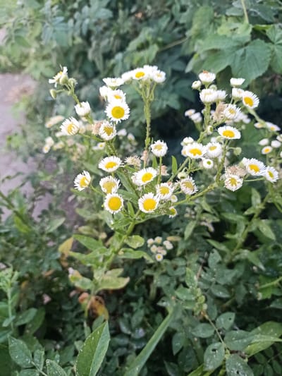 This image features a close-up view of a cluster of small white flowers with yellow centers, commonly known as daisies or asters, growing in a natural setting. The flowers are the primary subjects, with their delicate petals and vibrant centers being the focus. They are arranged on thin green stems, some of which are budding or have already bloomed.
The background consists of lush green foliage, suggesting an outdoor environment like a garden or a field. The leaves are varied in shape and size, with some appearing broad and others more delicate. The overall scene is one of natural growth and vibrancy.
There are no people or specific objects, other than the flowers themselves. The activity taking place is simply the natural blooming and growth of the plants.
Notable details include the fine, slightly fuzzy texture visible on some of the flower stems and petals, as well as what appear to be strands of spiderweb. The lighting suggests it could be daytime, possibly overcast or late afternoon, given the soft illumination and the absence of harsh shadows. The location context provided indicates this scene is in Auly, Ukraine. There is no visible text in the image.