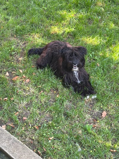 A medium-sized, shaggy, black dog with white markings on its chest and paws lies on a patch of green grass. The dog is facing the camera with its mouth slightly open, revealing its tongue and teeth. The grass is scattered with dry leaves and small, yellow-green fallen fruits or seed pods. In the lower left of the image, a portion of a gray concrete curb is visible. The scene appears to be outdoors, in a grassy area, potentially a park or a yard. The sunlight casts shadows and highlights on the grass, suggesting it is daytime. The image was taken in Vladaya, Bulgaria.