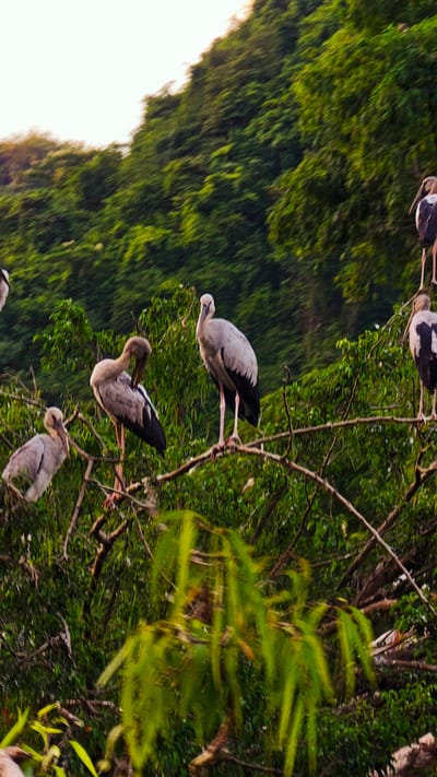 The image shows a group of Asian openbills perched on tree branches against a backdrop of lush green foliage and a light sky. The birds, characterized by their light grey bodies and black wingtips, are positioned at varying angles, with some preening and others standing alert. The branches are thick and irregular, suggesting a natural, untamed environment. The scene is likely located in a rural or natural setting, possibly a park or a wetland area in Yên Sơn Ward, Vietnam, given the density of vegetation. The lighting suggests it may be early morning or late afternoon.