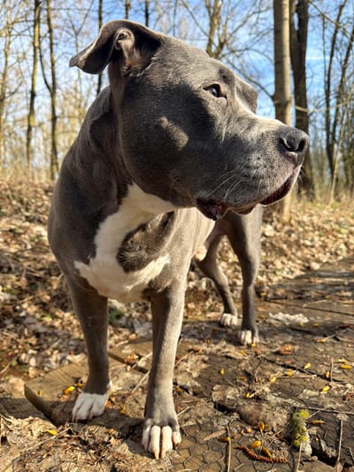 The image displays a blue-grey and white American Bully type dog standing outdoors in a wooded area, identified as Schifflange, Luxembourg. The dog is positioned centrally, facing towards the right side of the frame with its head slightly elevated, its gaze directed forward and to the right. It features short, blue-grey fur, a distinct white patch on its chest, and white paws. Its right ear is partially folded back. The ground consists of dry, fallen leaves and twigs, indicating a forest floor. Several weathered wooden planks and a section of wire mesh are visible on the ground beneath and around the dog. Scattered yellowish-brown leaf litter or seeds are present on the surface. In the background, bare deciduous trees with thin branches are silhouetted against a clear blue sky, suggesting late winter or early spring. Strong sunlight illuminates the scene from the left, creating distinct shadows on the dog's left side and across the ground. No other individuals or animals are present in the scene.