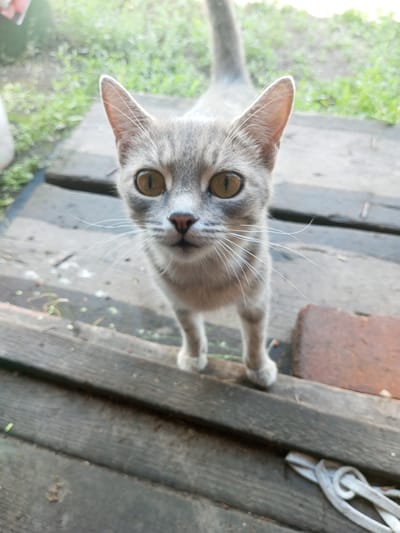 A close-up, eye-level shot captures a young, grey tabby cat with large, amber eyes looking directly at the camera. The cat stands on weathered wooden planks, possibly part of a porch or walkway, in an outdoor setting. Green grass and foliage are visible in the blurred background, suggesting a rural or suburban environment. A reddish-brown brick is partially visible to the right of the cat, and a white rope or cord is coiled on the planks in the lower right corner of the frame. The scene appears to be an ordinary day in Zavyalovo, Russia.