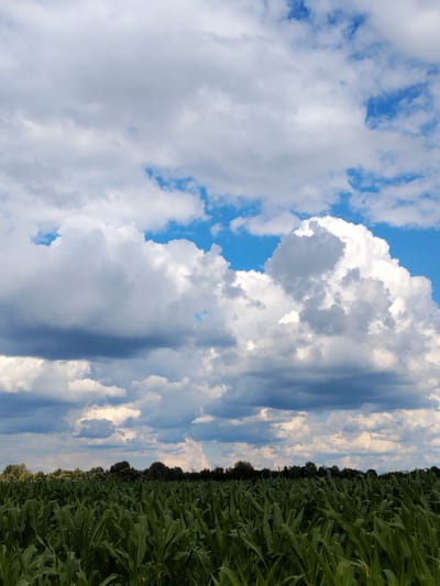The image shows a vast cornfield under a dynamic sky filled with large, fluffy white and gray clouds. The cornstalks are lush and green, stretching across the foreground and dominating the lower half of the frame. A dense line of trees forms a dark horizon against the sky. The sky itself is a mix of bright blue patches and heavy cloud formations, suggesting a day with variable weather. The overall impression is one of a rural, agricultural landscape. The location is Ustyvytsya, Ukraine.
