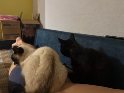 Two cats are resting on a person's lap on a blue sofa. One cat is a Siamese with cream-colored fur and dark points on its ears and face. The other cat is entirely black. In the background, there are cardboard boxes and a yellow wall. The scene appears to be an indoor domestic setting. There is no information available about the specific location within Добровское сельское поселение, Ukraine, from the provided image.