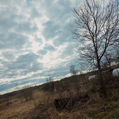 The image depicts a landscape in Svatkovo, Russia, likely during late autumn or early spring. A large, bare tree occupies the upper left, its branches silhouetted against a cloudy, bright sky. The clouds are striated, suggesting wind or atmospheric patterns. To the right, the terrain transitions into a field or meadow with dry, brown vegetation and some trees. The angle of the photograph is skewed, giving a tilted perspective of the horizon. There is no evidence of people or animals in the scene.