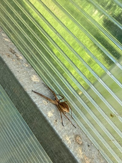 This is a close-up, high-angle shot of a large, brown spider perched on a weathered, grey, horizontal beam. The spider is positioned to the right of the frame, with its body and legs clearly visible. Its body is elongated and striped, and its long, thin legs are spread out on the beam.

The background consists of a corrugated, translucent material, likely polycarbonate sheeting, that is ribbed and angled diagonally across the frame from the top left to the bottom right. This material has a greenish hue, suggesting it is either colored or reflecting green foliage. The green is not uniform, with lighter and darker patches indicating the play of light and shadow, possibly from leaves or branches seen through the material. There are some specks of dirt or debris on the beam and the corrugated surface.

The scene appears to be outdoors, possibly in a greenhouse, a covered patio, or under an awning, given the use of polycarbonate sheeting. The lighting suggests it is daytime, but the specific time or weather conditions are not evident beyond the diffused natural light. There are no people or visible text in the image. The overall impression is a detailed study of a spider in its immediate environment, with a focus on textures and patterns. The location context provided is Užliekniai, Lithuania.