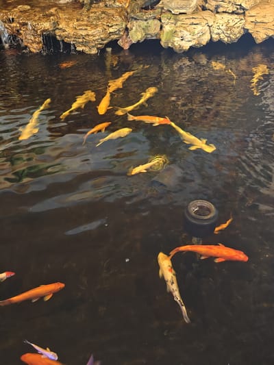 An aerial, high-angle shot captures a pond filled with several koi fish. The pond features a rocky overhang on the upper left, with water trickling down. The fish, predominantly in shades of orange and yellow, are swimming throughout the dark water. One large orange koi is positioned in the bottom right, while a smaller, patterned koi is swimming to its left. Towards the center, a dark, cylindrical object is submerged in the water. The scene is likely an outdoor decorative pond, possibly in a garden or public space. The image does not contain any people or specific identifying markers of Phước Hải, Vietnam.