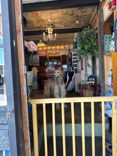 The image depicts the interior of an eclectic establishment, likely a shop or cafe, viewed from its open entrance in 종로구, South Korea. A large, long-haired tan dog, appearing to be an Afghan Hound, stands centrally on a concrete floor behind a light wood baby gate installed across the doorway. The dog wears a red collar and its head is slightly turned right with its mouth partially open. From the left, a human right hand and forearm extend into the frame from outside the entrance, fingers splayed as if reaching or gesturing. The interior features an exposed concrete ceiling with a white multi-bulb chandelier and a single bare light bulb. A striped yellow and white awning-like structure is visible in the background, above a dark wooden piano or organ topped with audio equipment. To the left of the piano is a green foldable camping chair. To the right, a small ornate wooden table holds a green rotary phone and a black sign with white Korean text reading "준비중" (preparing). A large artificial plant, various posters, and decorative objects, including a blue pineapple cutout and stuffed bears, are visible throughout the cluttered but organized space.