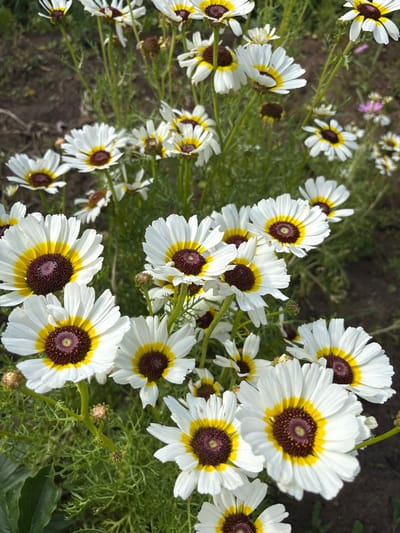 A cluster of white daisy-like flowers with yellow rings and dark brown centers is shown in focus. The flowers are predominantly white with distinct yellow bands surrounding their dark brown centers. The background consists of green foliage and dark soil, suggesting an outdoor garden setting. The image is captured from a slightly elevated perspective, looking down upon the flowers. There is no evidence of human presence or any urban structures. The setting is likely a garden or a natural landscape. No specific location in Большелуг, Russia can be determined from the image.