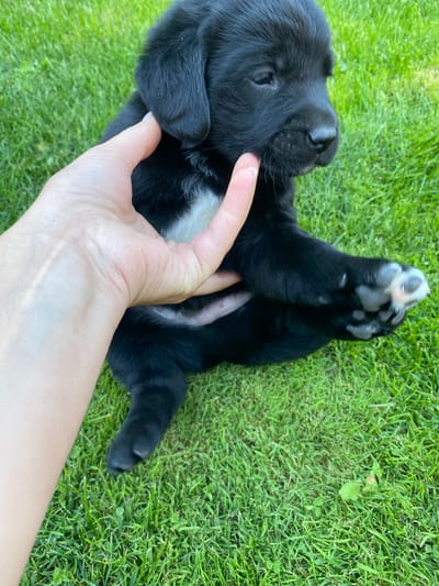 A close-up, high-angle shot shows a person's hand gently holding a black puppy's cheek. The puppy, which appears to be a Labrador Retriever mix, has white fur on its chest and is lying on a lush green lawn. The background is filled with neatly mown grass. The image was taken outdoors, likely in Liuboml, Ukraine, given the context. The lighting suggests it is daytime.