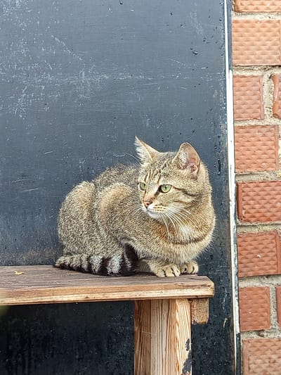 A tabby cat with green eyes sits on a wooden shelf against a dark, textured wall, with a brick wall visible to the right. The scene appears to be outdoors, possibly in a courtyard or alleyway in Gdov, Russia, suggested by the weathered appearance of the surfaces and the general aesthetic. The cat is looking to the left, with its tail curled around its body. Its fur is a mix of brown, black, and gray stripes. The wooden shelf is simple and appears to be constructed from rough-hewn planks. The dark wall has some water stains and scuff marks. The brick wall is made of reddish-brown bricks with a patterned surface. The lighting suggests it is daytime.