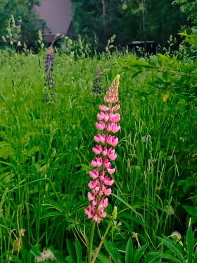 A cluster of bright pink lupine flowers stands prominently in the foreground, their tall, spiky blooms reaching upwards. Behind them, a field of tall, green grass stretches out, dotted with various other plants. In the middle ground, two more lupine stalks, one a deep purple and the other a muted pink, are visible, partially obscured by the surrounding foliage. Further in the background, a building with a reddish-brown, tiled roof is nestled amongst dense green trees. The overall scene depicts a lush, natural environment, likely a meadow or garden, in the village of Svistukha (Kuzyayevsky S/O), Russia.