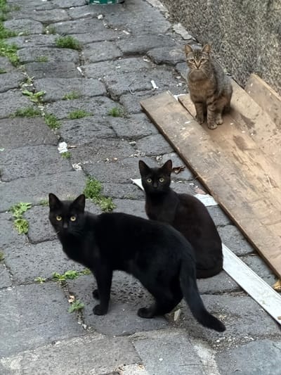 The image shows three cats on a brick-paved surface. A tabby cat lies on a piece of wood in the upper left. Two black cats are on the brick pavement. The photo was taken in Acireale, Italy.