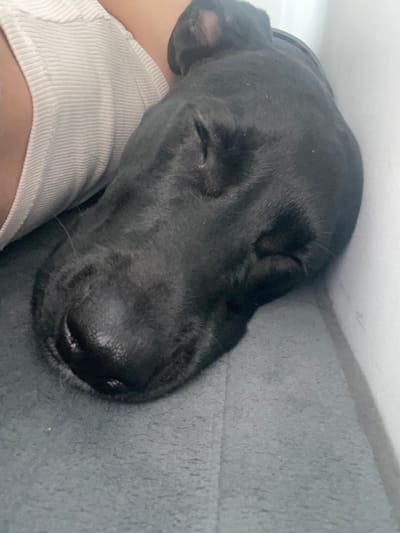 A close-up, high-angle shot shows a black dog sleeping next to a person. The dog's head rests on a gray textured surface. The person is wearing a white ribbed tank top. The setting seems to be indoors. There is no evidence to suggest the location in the city of Paiporta, Spain.