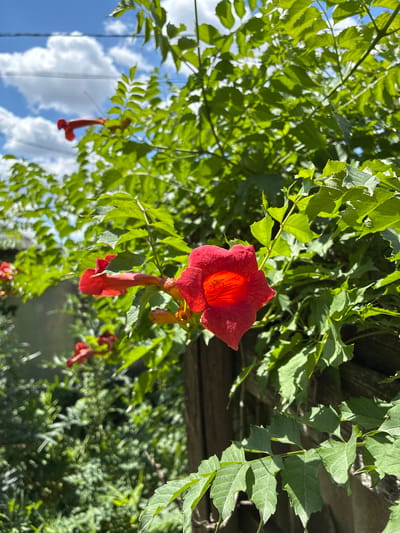 A close-up, eye-level, outdoor shot captures a vibrant red trumpet flower with a weathered wooden fence and lush green foliage in the background. The flower's petals are a deep red, with an orange glow emanating from its center, revealing its stamen. The surrounding leaves are a rich green, some illuminated by sunlight, creating a play of light and shadow. In the distance, a blurry, out-of-focus background suggests a residential area with the presence of a building and a cloudy blue sky. The photograph was taken in the city of Zhirnov, Russia, suggesting a natural, outdoor setting within the urban landscape.