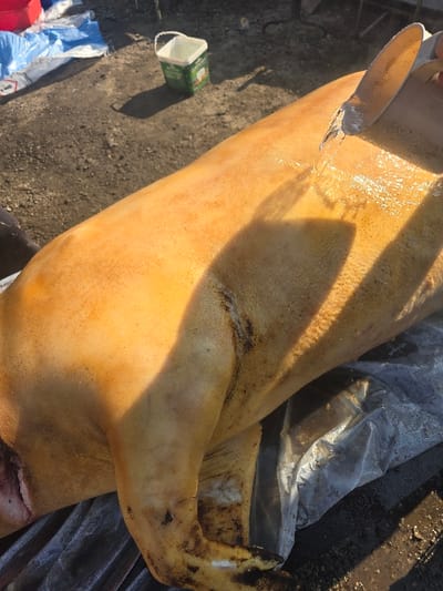 The image displays a partially processed hog carcass positioned on its left side, resting on crumpled, soiled transparent plastic sheeting over dark earth. The carcass exhibits a yellowish-orange skin tone, consistent with scalding, and shows evidence of recent hair removal, with visible dark hair follicles and some residual dark stains on its underside and limbs. A person's right hand, visible in the upper right quadrant, manipulates a white-handled scraping tool against the pig's back, actively removing remaining bristles and epidermis, leaving the surface wet. A partial view of another individual's arm is visible on the far left. In the background, a white and green plastic bucket stands on the dark ground, adjacent to crumpled blue and white plastic sheets. The scene is illuminated by strong, direct sunlight, casting distinct shadows. This activity is taking place outdoors in Petarnitsa, Bulgaria.