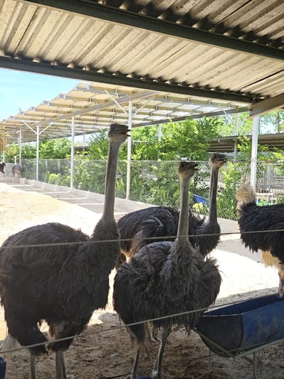 The image depicts a group of ostriches in an outdoor enclosure, likely part of a tourist attraction or farm, in Phước Hải, Vietnam. The ostriches, characterized by their large size, long necks, and dark, shaggy feathers, are standing on a dirt ground. The enclosure is covered by a corrugated metal roof supported by metal beams, providing shade. Behind the ostriches, a wire mesh fence separates them from a lush green background of trees and foliage. Several ostriches are visible in the foreground and midground, with one particularly prominent ostrich in the left foreground. A blue feeding trough is positioned in the right foreground, suggesting feeding time or access to food. The overall environment appears to be a sunny, outdoor setting.