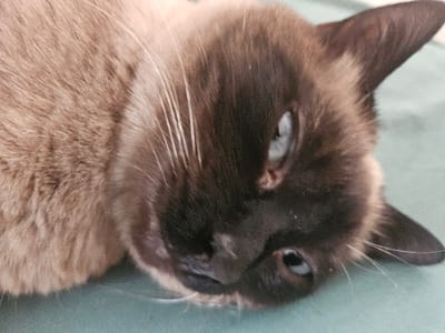 A domestic feline, exhibiting characteristics of a colorpoint breed such as a Siamese or Balinese, is depicted resting on a light teal-colored soft surface. The cat's head, featuring dark brown fur on its face and ears, is positioned towards the bottom right of the frame, tilted slightly. Its eyes, light blue in color, are partially open and appear to be looking upwards. Prominent white whiskers extend from the dark brown muzzle. The visible body fur on the left side of the frame is a lighter tan-brown shade. No other subjects or objects are present, and no specific actions or interactions are occurring beyond the cat resting. The environment is indoors. The visual information available does not establish a specific city within Cherwell District, United Kingdom.