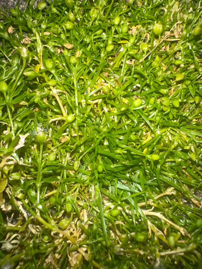This media file is a close-up, top-down shot of a dense, green, herbaceous ground cover, possibly a type of moss or low-growing plant with small, bud-like structures. The foliage is a vibrant green, with some dried, brown elements interspersed, suggesting a natural outdoor setting. The lighting appears to be bright, creating highlights on the glossy leaves, and the image is slightly out of focus, giving it a soft, textured appearance. There are no people, and the scene is devoid of any obvious man-made objects or text. The overall impression is of a natural, undisturbed patch of vegetation, likely found in a damp or shaded area. Given the location context of Letterkenny, Ireland, this could be a common plant found in the local landscape, perhaps in a garden, park, or wild area. The time of day and weather are not discernible from the image itself, but the bright lighting might suggest daylight. There are no discernible emotions conveyed, as the subject is inanimate.
