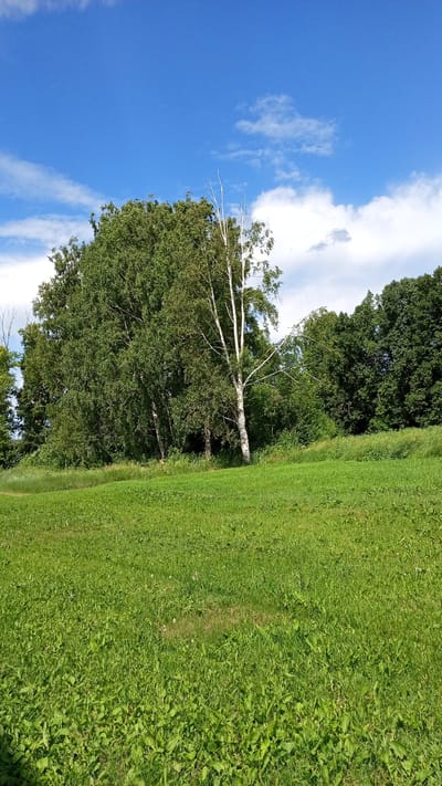 The image depicts a lush, green meadow in front of a dense line of trees under a bright blue sky with scattered white clouds. A prominent white-barked tree, possibly a birch, stands out in the middle ground, with its bare branches reaching towards the sky. The grass in the foreground is tall and somewhat unkempt, with various green plants and a few small, light-colored flowers visible. The background is dominated by the dark green foliage of deciduous trees, creating a natural, uncultivated landscape. The scene appears to be an outdoor park or natural area, likely located in or around the city of Mikhailovka, Russia, given the prompt's context. There are no people or animals visible in the image.