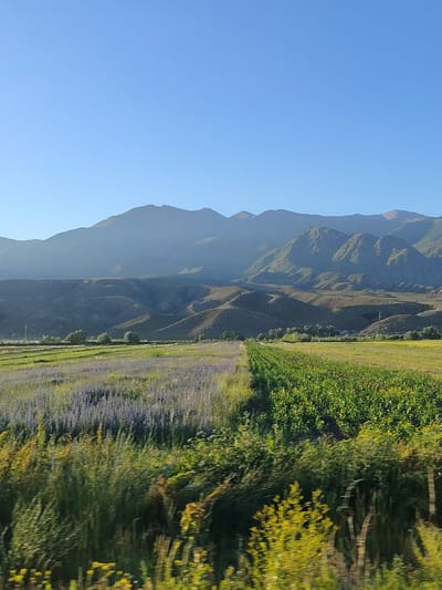 A landscape view shows a wide, clear blue sky above a series of rolling hills and a mountain range in the distance. In the middle ground, there is a field with rows of green crops on the right and a field of purple flowers on the left. The foreground consists of blurred green and yellow foliage. The image appears to have been taken from a moving vehicle, as indicated by motion blur in the foreground. There are no people or man-made structures clearly visible. The scene is set in a rural or natural environment, likely in Temir, Kyrgyzstan, given the context.