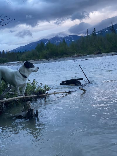 A medium shot captures a white dog with black markings on its head, standing on a muddy bank beside a wide, choppy river. The dog, facing right, has a black collar and appears alert. The river, murky and gray, flows past the dog and towards the background. In the distance, a dense forest of green trees lines the far bank. Beyond the trees, imposing mountains rise, their peaks shrouded in dramatic, dark gray clouds that also hang low in the sky. Some of the mountain slopes show patches of snow. The overall scene suggests a wilderness setting, possibly near Haines Junction, Canada, given the mountainous terrain and dense forests. The lighting is dim, indicating either early morning or late evening.