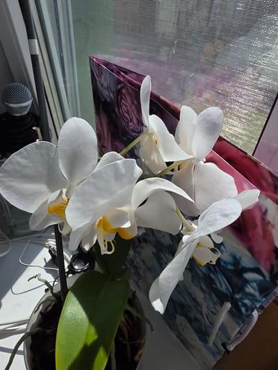 An indoor still life depicts a white moth orchid with yellow accents on its lip, positioned on a windowsill. Behind the orchid, a patterned gift bag with floral and abstract designs is visible, partially obscuring a window covered by a textured blind. To the left of the orchid, a microphone with a wire mesh grille is situated on a black stand. The overall lighting suggests a bright, sunny day.