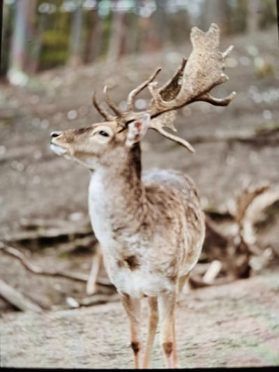 A brown deer with large antlers stands in a wooded area. The deer is facing to the left. The background is blurred, but appears to consist of trees and foliage. The location cannot be determined as Münster, Germany without additional information.