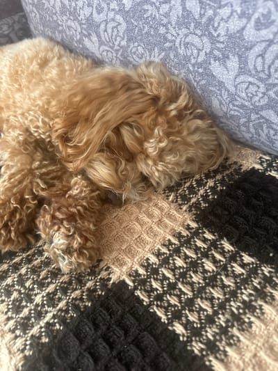 The image shows a close-up of a light brown, curly-haired dog sleeping on a blanket. The dog is lying on its side with its head resting on its paws. The blanket has a checkered pattern with alternating squares of dark brown and tan. Behind the dog, a textured gray fabric, likely upholstery, is visible. The lighting suggests an indoor setting, possibly a home. No specific location in Пярэжырскі сельскі Савет, Belarus can be determined from the image.