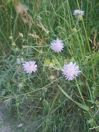A cluster of pale purple scabiosa flowers are blooming in a field of green grass and vegetation. Some of the flowers are in full bloom, while others are still buds. The scene appears to be in a natural setting, possibly a meadow or roadside. The image is captured from a slightly elevated angle, looking down on the flowers. The overall impression is one of natural beauty and tranquility. The location is the city of Trypillia, Ukraine.