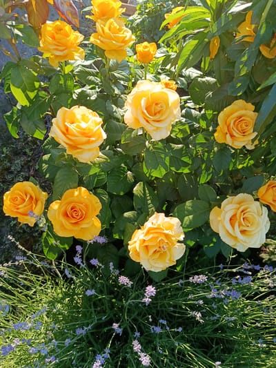 A close-up, overhead shot captures a vibrant bed of yellow roses in full bloom, interspersed with sprigs of lavender. The roses, ranging from soft yellow to a deeper golden hue, display various stages of opening, with some tightly furled buds and others fully unfurled to reveal their intricate petals. The sunlight, likely from late morning or early afternoon, illuminates the scene, casting dappled shadows on the lush green foliage and creating a warm, inviting glow on the rose petals. The lavender, with its delicate purple blossoms and slender stems, provides a contrasting color and texture to the roses, creating a visually appealing composition. The background appears to be a garden setting, with hints of ground cover and what looks like a stone wall on the left. The overall impression is one of natural beauty and a peaceful, sun-drenched garden. There is no visible text in the image.