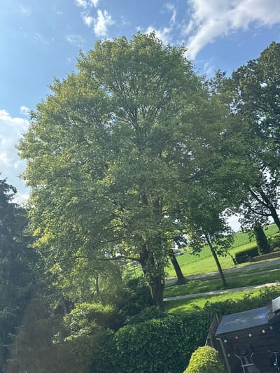 The image captures a sunlit outdoor scene dominated by a large deciduous tree with lush green foliage. The tree is situated amidst a verdant landscape featuring other trees and bushes. In the background, a paved path or road runs alongside a green field. A portion of a wooden structure, possibly a shed, with a blue roof and some decorative lights, is visible in the lower right corner. The sky above is blue with scattered white clouds. The scene appears to be located in the city of Steenwijk, Netherlands. There are no people or animals visible in the image.
