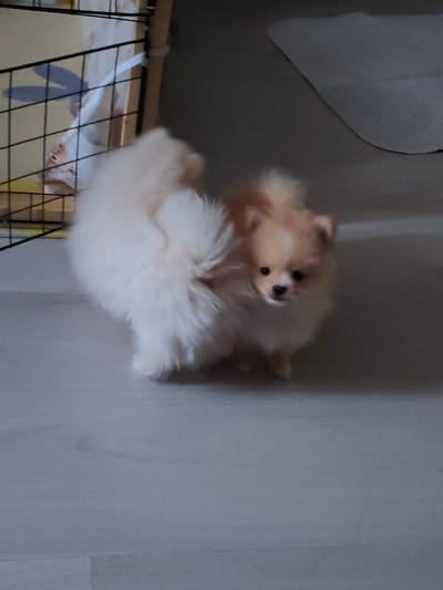 A very fluffy Pomeranian puppy stands on a light-colored floor, facing right. The puppy has cream and light brown fur, with a fluffy white tail curled over its back. Its eyes are dark and its nose is black. To the left of the puppy, a black metal pet enclosure is visible, with some white fabric and a blurred image of what appears to be a stuffed animal with rabbit ears inside. The background is a mixture of a darker gray area and a lighter gray mat or rug. There are no people present in the image. This scene is not located in Sheregesh, Russia.