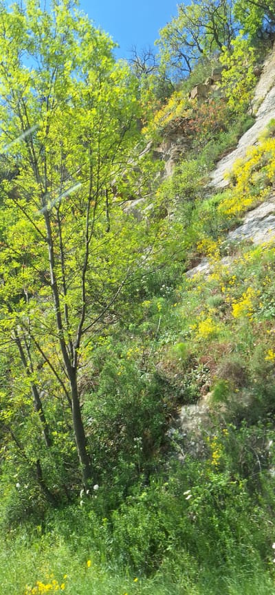 The image depicts a scene near Stara Kresna, Bulgaria. The landscape features a rock face with vegetation including grasses, shrubs, and yellow flowering plants. A deciduous tree with light green leaves is in the foreground. The sky is visible in the upper left corner and is blue.