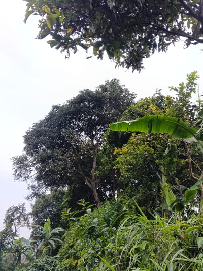This image presents a dense, tropical vegetative landscape located in Inawi, Papua New Guinea. The upper left portion of the frame features a bright, overcast sky. The scene is dominated by various shades of green foliage from numerous trees and plants. A large, dark-canopied tree with visible grey-brown trunks stands prominently in the mid-left to central area. To its right, a collection of lighter green trees and shrubs is visible. A broad, bright green banana leaf curves downwards in the upper right quadrant. The foreground is filled with diverse plant life, including slender grasses and other broadleaf plants. No individuals, animals, or man-made structures are observed. The environment is illuminated by natural, diffused light.