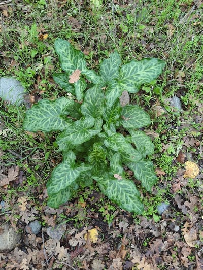 A cluster of vibrant, arrow-shaped leaves dominates the scene. The leaves exhibit a striking mottled pattern of light and dark greens. The surrounding ground is covered with a mix of dry, brown leaves, small green plants, and scattered pebbles. The composition creates a natural, ground-level view of the plant thriving amidst the decaying organic matter.