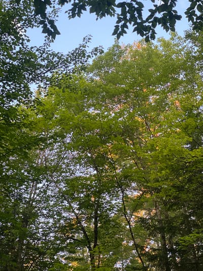 The image depicts a view looking up into a canopy of green trees against a clear blue sky. The trees are densely packed, with sunlight filtering through the leaves, creating a dappled effect. Some leaves appear a lighter, almost yellow-green, suggesting they might be younger growth or catching the light in a particular way. The branches of the trees create an intricate pattern against the sky. The scene is a natural environment, likely a forest or a densely treed park, possibly within the municipality of Duhamel, Canada, known for its natural landscapes. There are no people, animals, or man-made objects visible in the image. The focus is entirely on the interplay of light and shadow within the dense foliage.