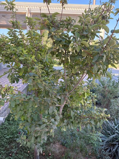 The media file shows an outdoor scene in Urgench, Uzbekistan. The primary subject is a tree with lush green foliage, its branches extending across the frame. In the background, a building with a distinctive cream-colored facade featuring vertical grooves is visible, suggesting an architectural element of the location. The setting appears to be a garden or yard, with various plants and dry earth on the ground, some fallen red fruits are also present. The lighting suggests it is daytime, possibly late afternoon given the soft shadows. The overall impression is one of a peaceful, natural setting juxtaposed with human-made structures. There is no visible text in the media file.