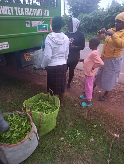 The image shows four people standing in front of a green truck with the words “WET TEA FACTORY LTD” written on the side. The truck has a license plate with “KDC 319” printed on it and a scale hanging from its rear. The people are standing on a dirt road with grass and green foliage on either side. There are two large sacks filled with green leaves, possibly tea leaves, on the ground in the foreground of the image. The people are all wearing casual clothes, and the woman on the right side of the image is wearing a yellow jacket. The person standing in front of the truck appears to be using the scale and is wearing a white shirt and plaid pants. The image was taken in Kaplelwo, Kenya, at coordinates -0.406 latitude and 35.139 longitude.