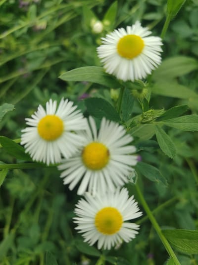 Four white daisy-like flowers with yellow centers are in focus against a blurred green background of leaves and stems. The flowers are arranged vertically, with the top flower being the smallest and slightly out of focus, and the bottom flower being the largest and most in focus. The scene appears to be outdoors in a natural setting, likely a garden or field in Жаңы-Абад, Kyrgyzstan. There are no people or discernible actions in the image.