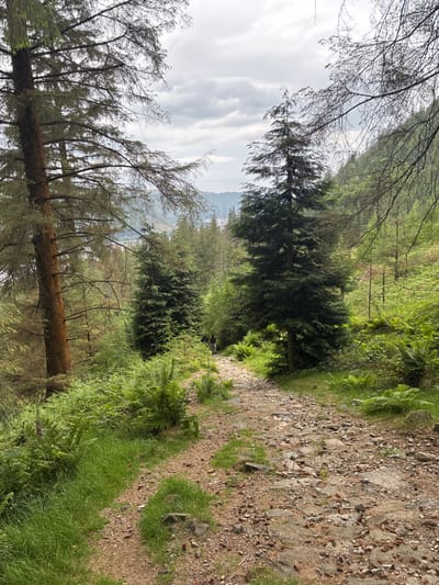 A winding dirt path cuts through a lush green forest. The path is lined with ferns and low-lying plants. Tall evergreen trees tower overhead, their dense foliage creating a canopy. In the distance, a glimpse of mountains can be seen through the trees. The sky is overcast with scattered clouds. Sunlight filters through the trees.