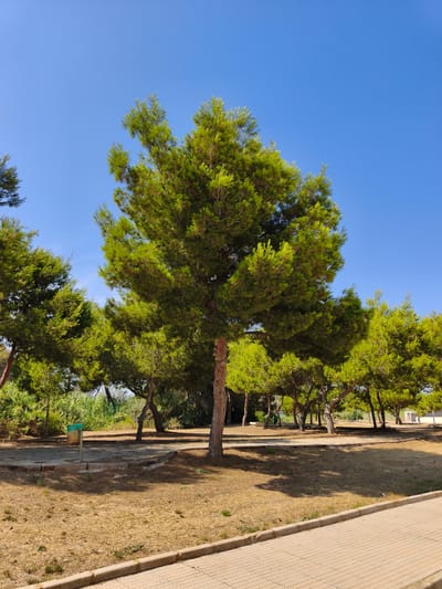 The image depicts a park area on a sunny day, with a clear blue sky overhead. Dominating the foreground is a large pine tree with vibrant green foliage. Several other pine trees of varying sizes are visible in the midground, casting shadows on the dry, straw-colored ground. A paved walkway with a textured surface runs along the bottom edge of the frame. In the midground, there is a trash can with a green lid and a weathered, metallic body, situated near a path. The background features a dense line of green vegetation and the roofs of some buildings. This scene is consistent with a park located in Dehesa De Campoamor, Spain, an area known for its pine forests and coastal parks. There are no people or animals visible in the image.