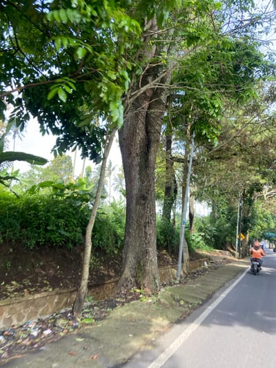 The image shows a roadside scene in Kecamatan Cisarua, Indonesia, located at latitude -6.84 and longitude 107.552. A large tree with thick bark stands close to the road. It's trunk is covered in vines and several branches extend out towards the street. There are other trees further down the road, and bushes and foliage behind the large tree. A small dirt embankment runs along the edge of the road. A person in an orange shirt is riding a motorcycle along the road, heading in the direction of the trees. There is a white painted line separating the motorcycle lane from the road shoulder. The image appears to have been captured during the day in clear weather.