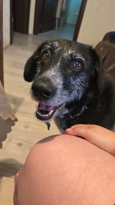 A black and white-muzzled dog looks directly at the camera with its mouth open, its tongue visible. The dog has amber eyes and is wearing a dark collar. In the foreground, a person's knee and thigh, covered in light skin with some texture, are visible. The person's hand rests on their leg, with pink nail polish on one fingernail. The background shows a wooden floor and the blurry interior of a room, with furniture and doorways suggesting a residential setting. The image appears to have been taken indoors. The location is not specified in the image, and therefore, no information regarding Rudnik, Bulgaria can be provided.